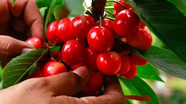 Destacan la articulación público-privada en la producción de cereza