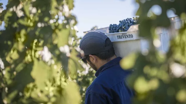 La Vendimia 2022 de Trivento fue asombrosa y de gran balance