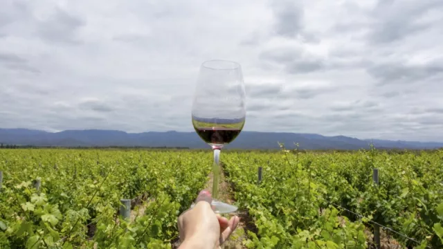 San Martín y Bodegas de Argentina promocionarán el varietal Bonarda