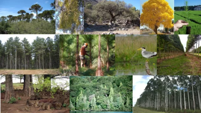 Mendoza será la sede del V congreso Forestal Argentino y VII Congreso Forestal Latinoamericano 