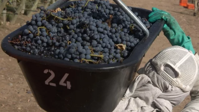 En el mes del Malbec, el INV presentó un informe sobre la situación de esta cepa emblemática de la vitivinicultura argentina