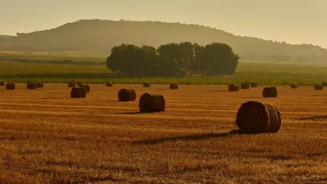 La seguridad alimentaria depende de los cereales: España debe impulsar su investigación