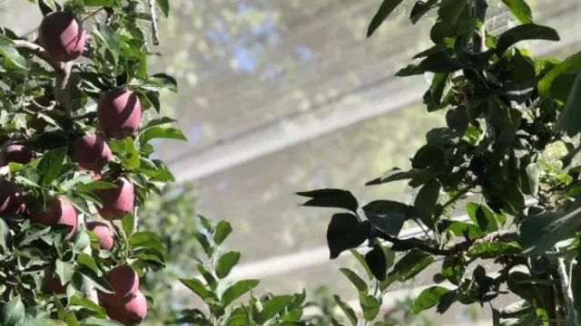 389 créditos para la fruticultura rionegrina: Río Negro Fiduciaria otorgó más de $ 455 M