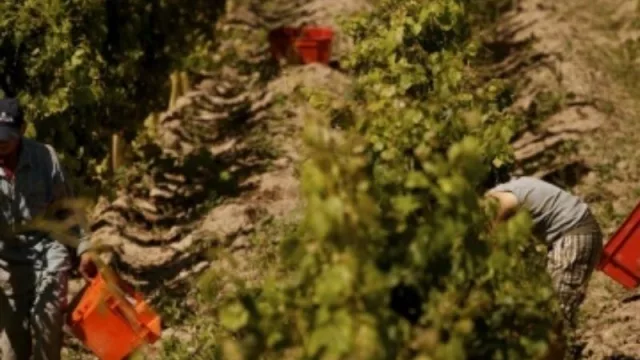 El INV publicó la estimación de cosecha 2022 para las principales zonas del país (Mendoza disminuyó un 14% respecto al año anterior) 