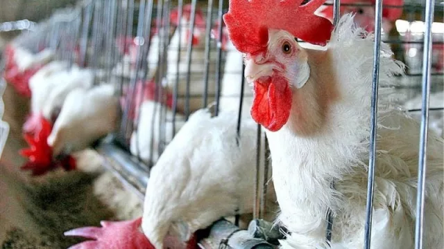 Crearon la primera mesa de trabajo del sector avícola (conformando una unidad para trabajar en conjunto la producción aviar)