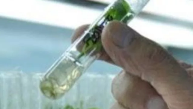 Mirar pero no ver, segunda parte: la realidad de la flora mendocina (el rol del Estado, la sociedad y los científicos en la puesta en valor de la flora autóctona)