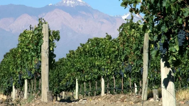 Se puso en marcha la línea de financiamiento Vendimia 2022, destinada a MiPyMEs y cooperativas vitivinícolas de Mendoza, por un monto de $ 1.500 millones