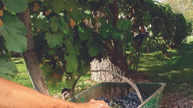 El INV informó sobre la estimación de producción de uva 2022 de la Región Norte (Mendoza será evaluada en febrero junto a Neuquén y Rio Negro)