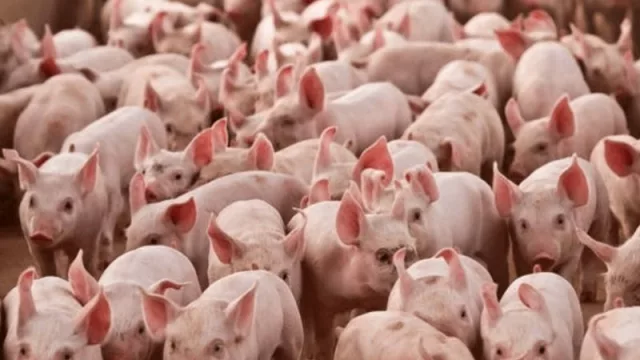 Sin macrogranjas ¿podríamos consumir carne a un precio asequible?