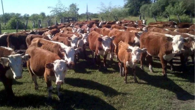 Avances tecnológicos que agilizan mercados: La ganadería mendocina se digitaliza con una guía de autogestión para el traslado de animales