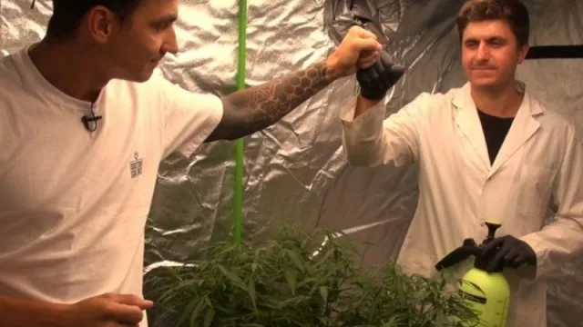 Comienza “Cultivamos con vos digital”, un ciclo televisivo que desmitifica el concepto del cannabis 