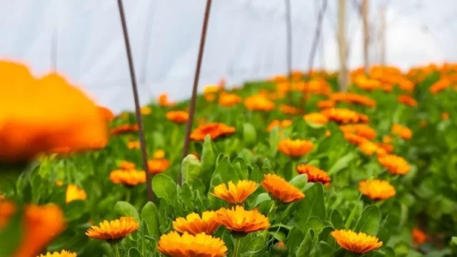 Maipú lanzó un banco de insumos para floricultores (tras invertir $ 2.5 millones)