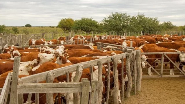 Más de $ 15 millones en financiamiento destinados para la ganadería rionegrina 