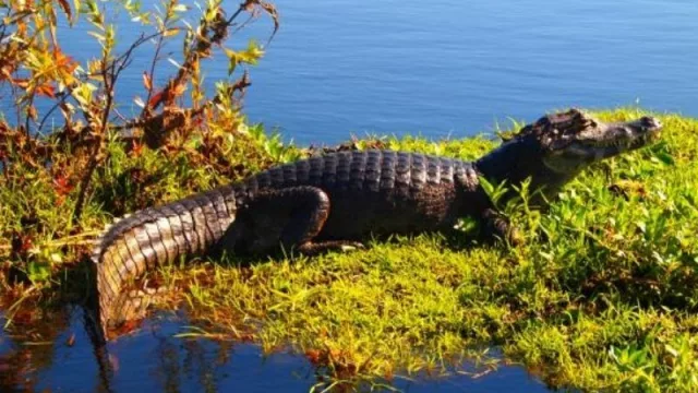 El Iberá en el 6º puesto del “New York Times” como destino a visitar este 2022