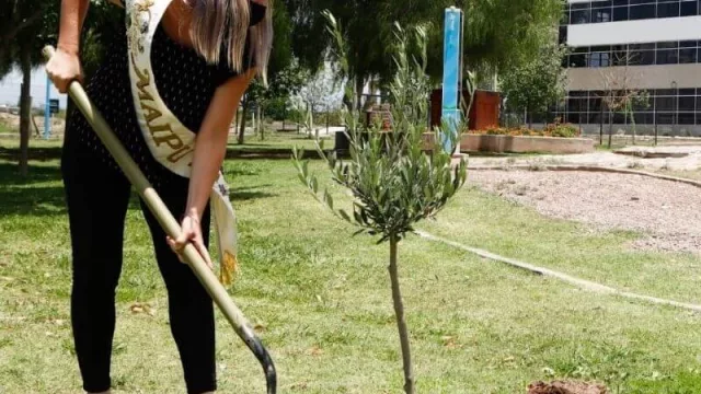 La Municipalidad de Maipú alcanzó el objetivo de plantar 8.000 árboles