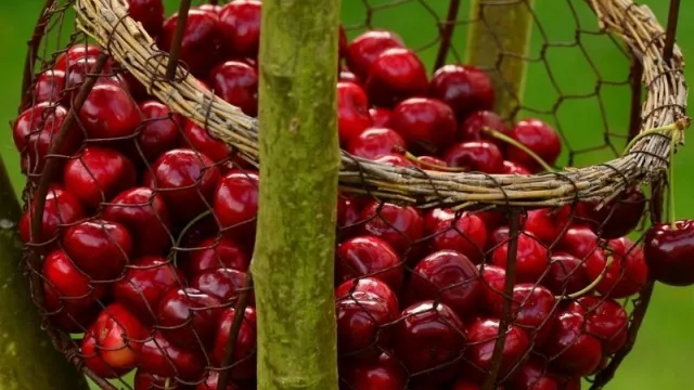 La cereza promete un alza en las exportaciones para esta temporada (5.000 toneladas desde Mendoza)