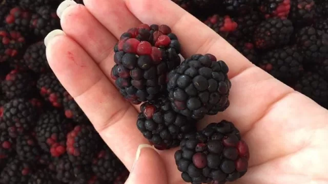 Cabaña Ypucú es pionera en producción de berries paraguayas 