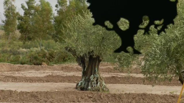 El aceite de oliva mendocino podría tener identificación geográfica