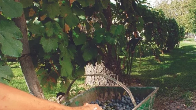 El Senasa y el Instituto Nacional de Vitivinicultura unifican el trámite del DTV-e (para simplificar los procedimientos de productores y bodegueros)