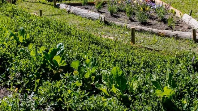 Guaymallén capacitará en huerta agroecológica y compostaje
