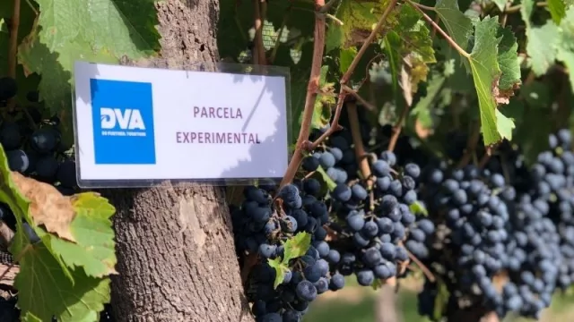 Incentia llega a Cuyo tras una inversión en la región que oscila los US$ 4 millones (el 70% de la inversión corresponde a la provincia)