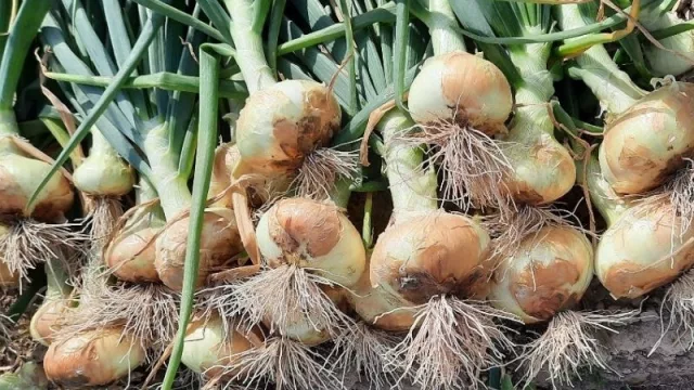 La cebolla dulce, una oportunidad para adecuar la matriz exportadora a nuevos mercados (ProMendoza y el INTA realizan pruebas)