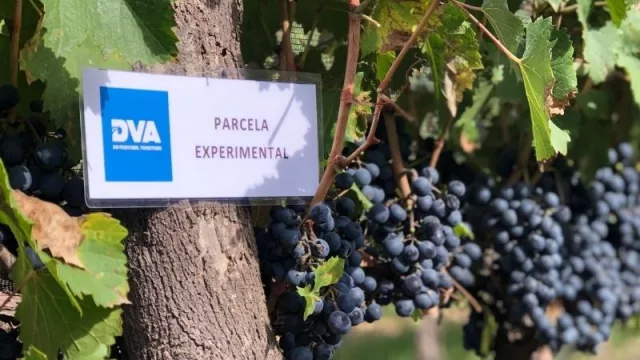 DVA Argentina llega a Mendoza con su nueva línea Incentia 