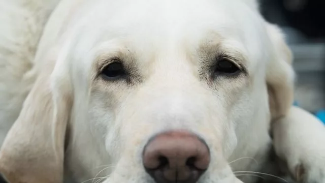Mendoza tendría una ley para habilitar que los perros guía puedan estar en lugares públicos y hasta en micros