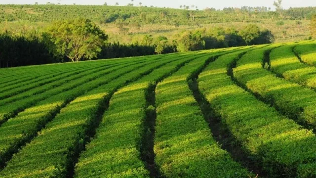 Disminuyó la producción de Té en Misiones (pero sigue ganando mercado internacional)