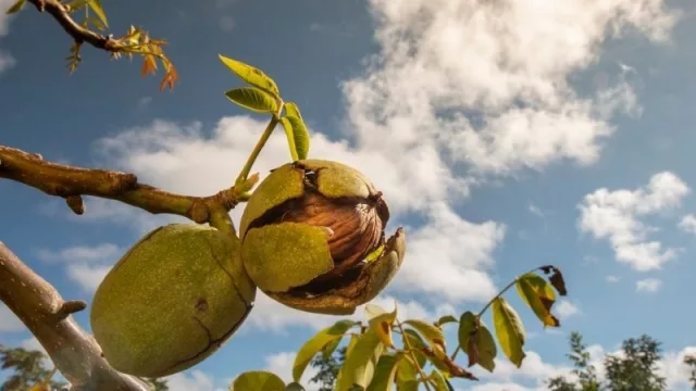 Frutos Secos en Mendoza: apuestan a la eficiencia para continuar creciendo