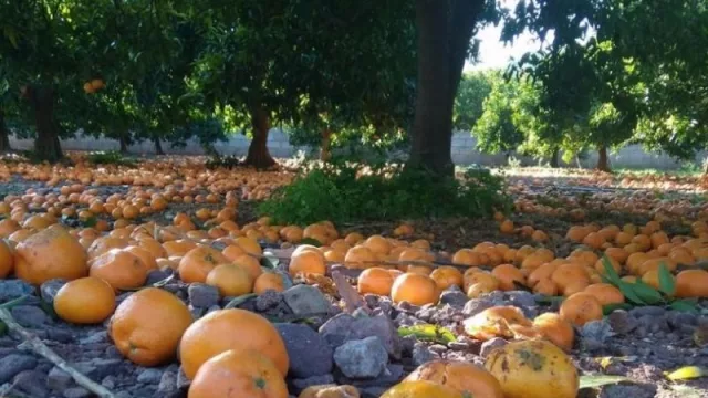 Crisis en la producción cítrica en Misiones: 1.5 millones de kilos de limón perdidos y más