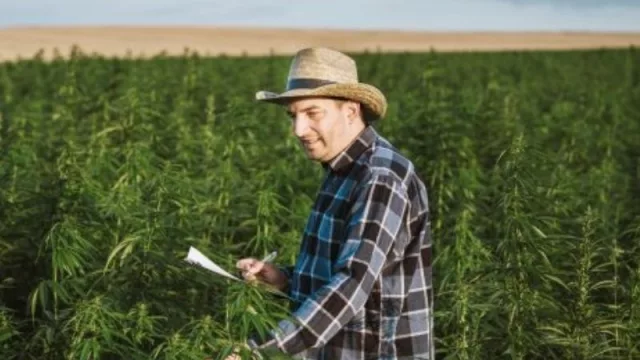 Cannabis, la provincia aprueba procedimiento para uso medicinal  