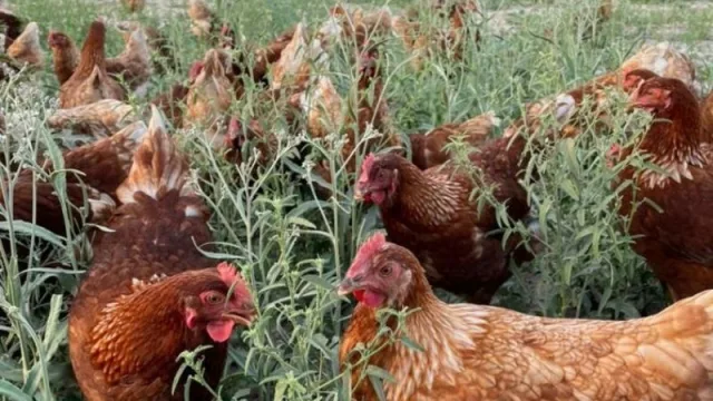 Gallinas felices, productos sustentables para una mejor conciencia alimentaria