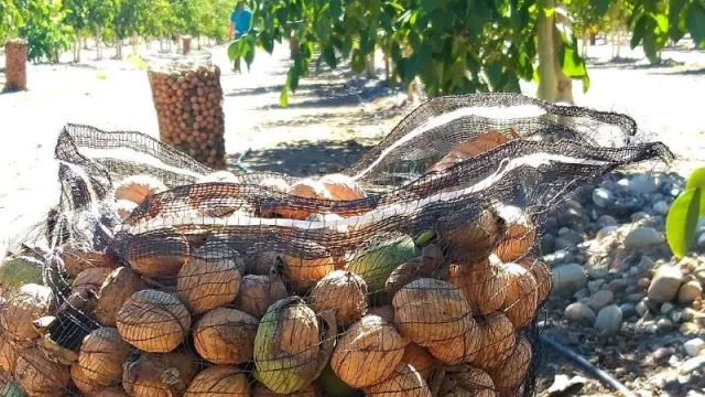 Grupo Presidente invierte en la explotación de la nuez en San Juan