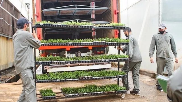 Biofábrica Misiones se consolida como la proveedora de vitroplantas de banano del NOA