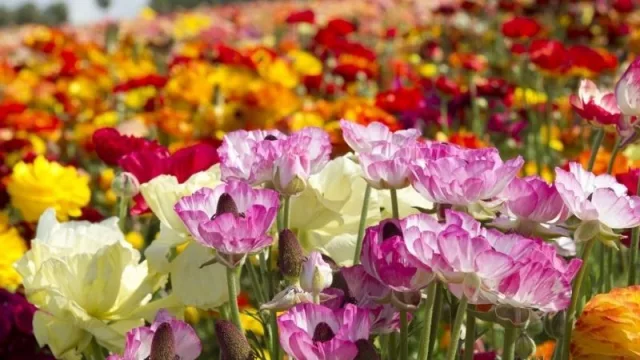Floricultura: una producción que se mantiene y proyecta en Mendoza