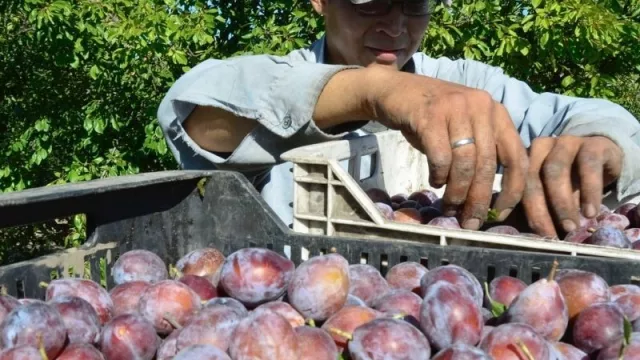 Productores y secaderos de ciruela serán censados para optimizar la industria