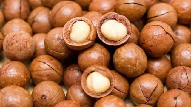 Cooperativa Yguazú, la mayor productora de nuez de macadamia en Paraguay (exporta a Hong Kong, Japón e Italia)
