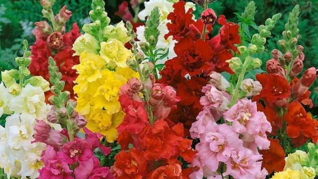 Crece 15% el mercado de flores de corte (girasoles, lisianthus y conejitos)