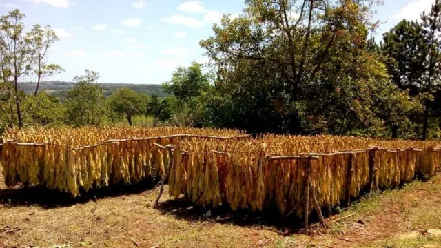 Los cambios en el mercado del Tabaco obligan a replantear algunas estrategias en Misiones