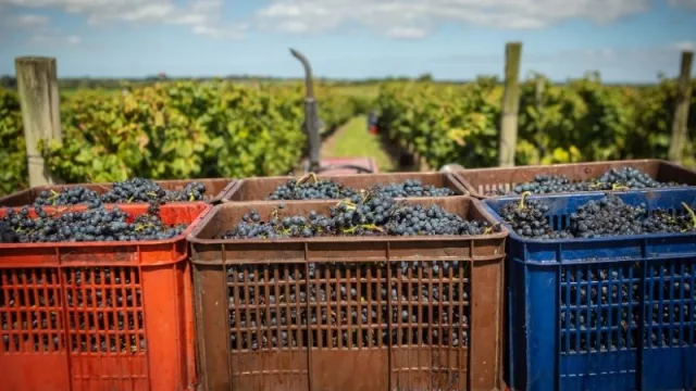 Buen vino para rato (cerró la vendimia 2021 con 6 millones de kilos de uva más que 2020)