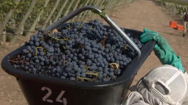 El “año está perdido” para el sector vitivinícola según un estudio de Bodegas de Argentina