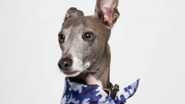 Ümarket presenta Pet Clüb, la primera colección de prendas fashionistas para mascotas