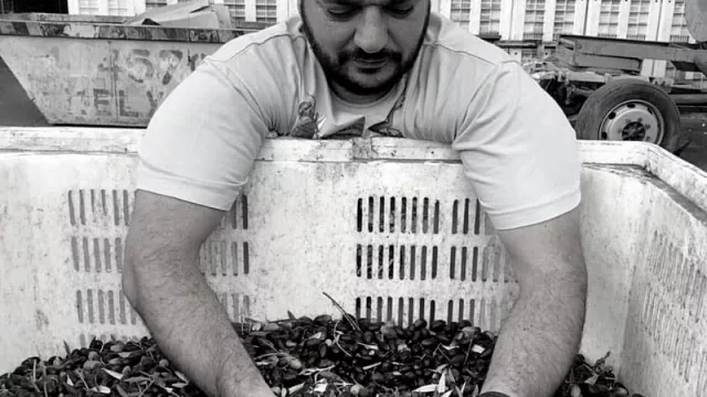 La olivicultura mendocina está en pie de muerte