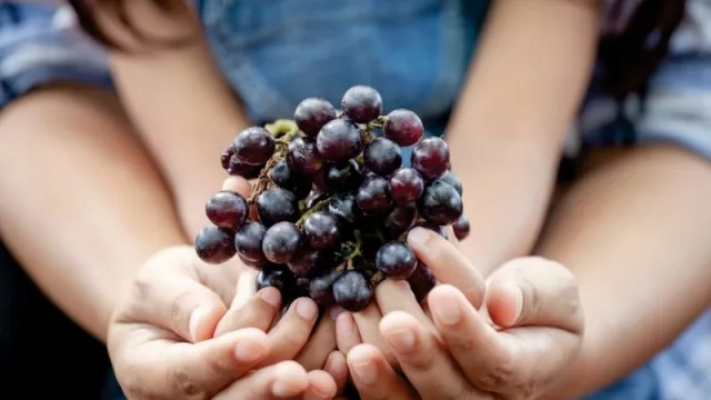 Plan Estratégico Vitivinícola: la COVIAR presentó la Guía de Sostenibilidad Vitivinícola Argentina