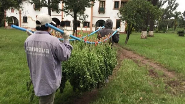 Jujuy comparte experiencias en el desarrollo de Cannabis Medicinal