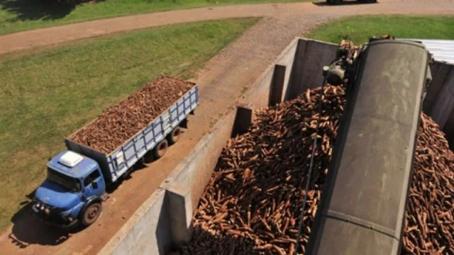  Empresa paraguaya Codipsa observa buenos números en la demanda de almidón