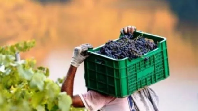 Brasil facilitará el ingreso de uva de mesa de Mendoza y San Juan