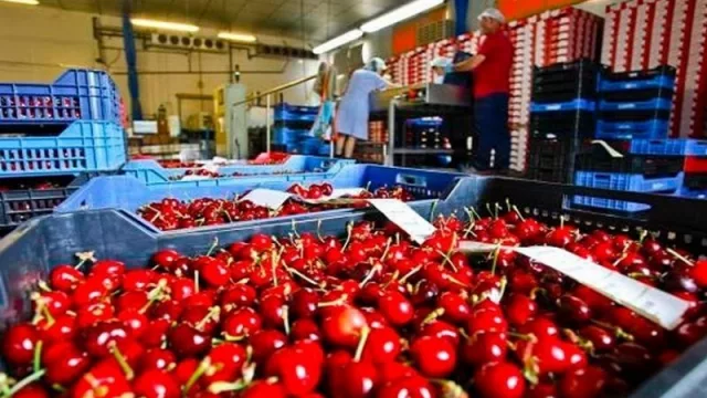 Las cerezas mendocinas en lo alto: esta temporada se exportaron más de 190 toneladas a China