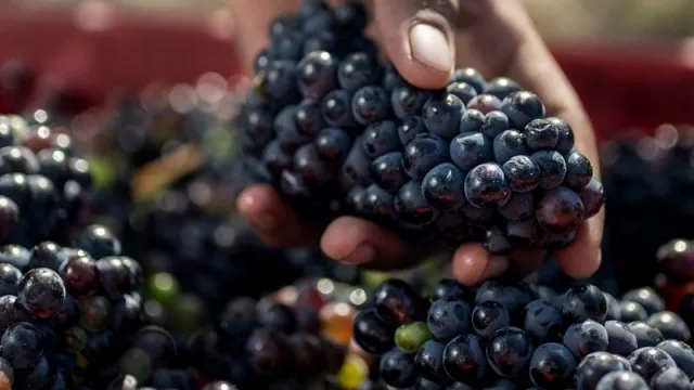 Bodegas sustentables: Terrazas de los Andes recibió la certificación sustentable del 100% de sus hectáreas cultivadas